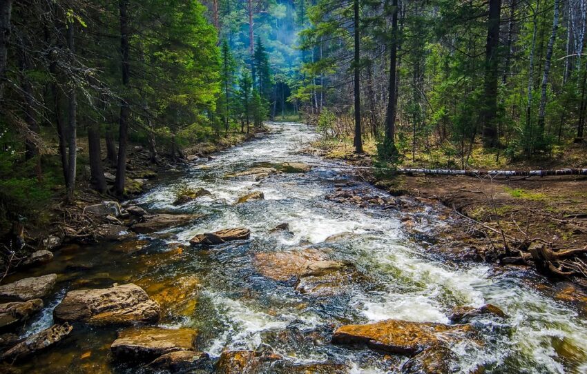 A river runs through a forest