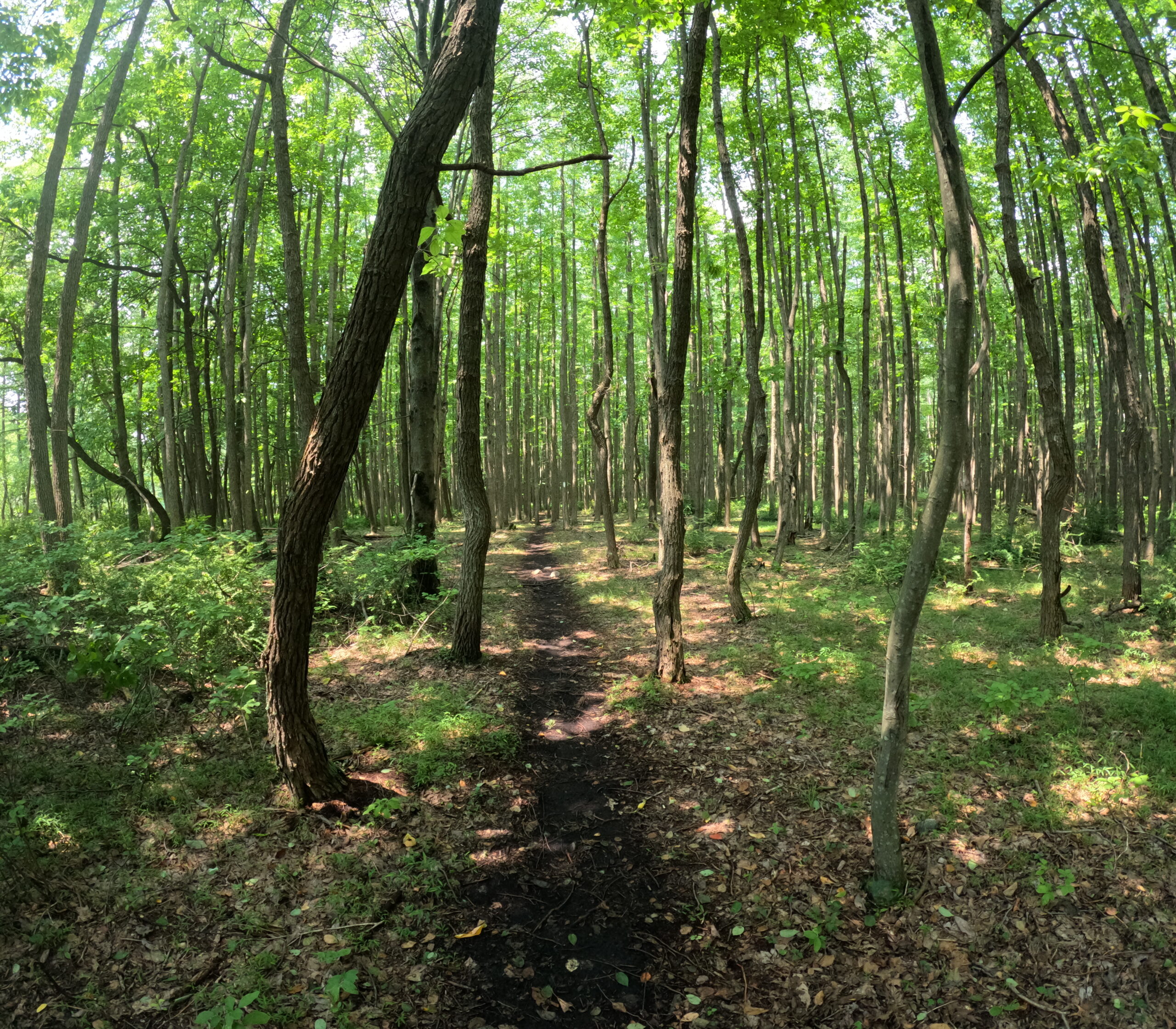 ITIL Service Clears the Path